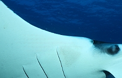 Raja Ampat 2016 - Manta Biostris - Oceanic Manta Ray - Raie Manta Oceanique - IMG_4242_rc_filtered